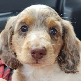 Dachshunds from Braden Puppies
