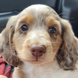 Dachshunds from Braden Puppies