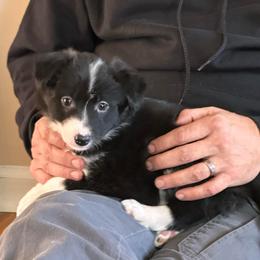 Rue - Black and white female Border Collie puppy in Jonesboro, Arkansas from Hampton Border Collies