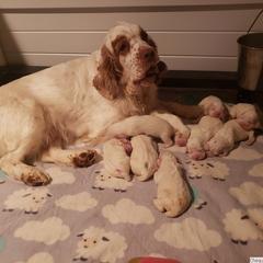 Clumber Spaniel and Irish Red and White Setter Puppies from NyaStar & Chequamegon