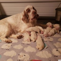 Clumber Spaniel and Irish Red and White Setter Puppies from NyaStar & Chequamegon