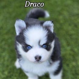 Draco - Black and white male Pomsky puppy in Fredericksburg, Virginia from Purely Pomskies