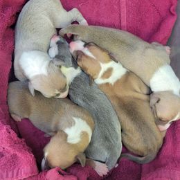 Italian Greyhound puppies from Lebeck Acres