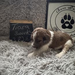 Tiara - Mahogany and white female Saint Berdoodle puppy in Traverse City, Michigan from Bare Paws Saint Berdoodles