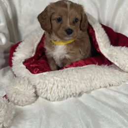 Cavapoo and Poodle Puppies from Coopers Lane Puppies