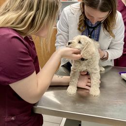 Goldendoodle Puppies from Lykeable Farms