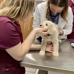 Goldendoodle Puppies from Lykeable Farms