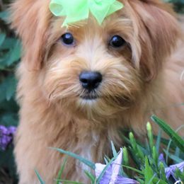 Havanese from Havana Rouge Havanese