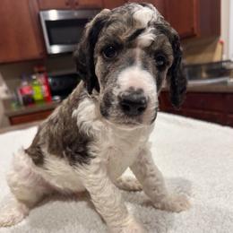 Legend - Parti male Poodle puppy in Denton, Maryland from Cajun Girl Kennels