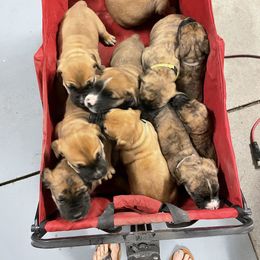 Boerboel, Shorkie, and Toy Australian Shepherd Puppies from SATA Kennels