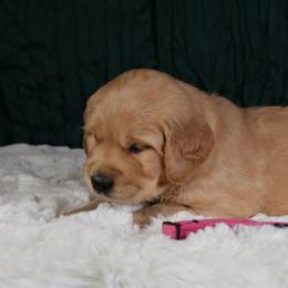 Cordelia - Hot Pink - Golden female Golden Retriever puppy in Payette, Idaho from Stonewick Retrievers