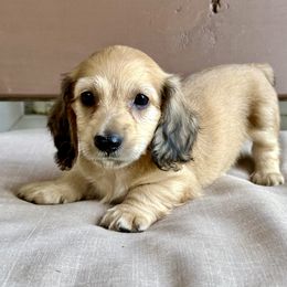Cheddar - Cream male Dachshund puppy in Raleigh, North Carolina from McLovin Doxies