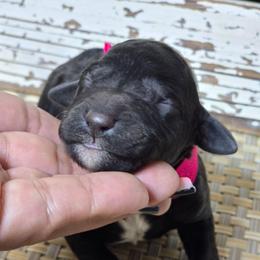 Ebony - Black female Goldendoodle puppy in Austin, Texas from Austin Doodles & Poodles