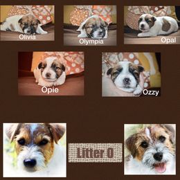 Beagle, Jack Russell Terrier, and Russell Terrier Puppies from Mountain Top