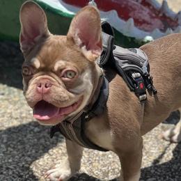 French Bulldogs from Blackoutbulldogs