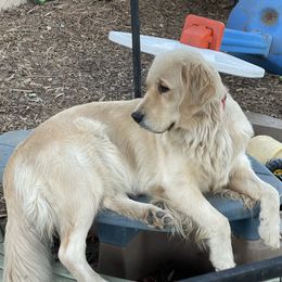 Phoebe - Golden Retriever