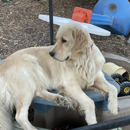 Phoebe - Golden Retriever