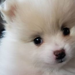 Pomeranian Puppies from KB Pom Pups
