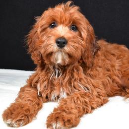 Lucille - Red female Cavapoo puppy in Temecula, California from Designer Doodles
