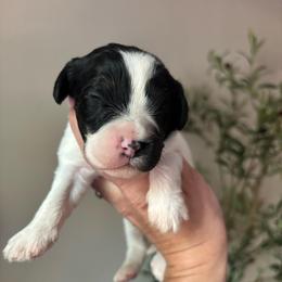 Lucky - Black and white male Cavapoo puppy in Cherryville, North Carolina from Mercy Doodles