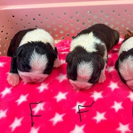 F1 - Brindle and white female Boston Terrier puppy in Shell Knob, Missouri from Stoneridge Kennel