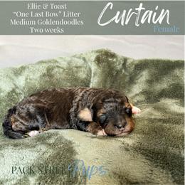 Girl 1 - Phantom female Goldendoodle puppy in Paxville, South Carolina from Pack Street Pups