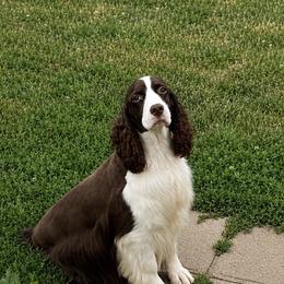 Angel - English Springer Spaniel