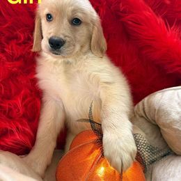 Golden Retriever Puppies from American True Golden retriever