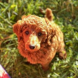 Aussiedoodles, Australian Shepherds, Miniature Australian Shepherds, and Poodles from Albright Hobby Farm