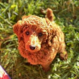 Aussiedoodles, Australian Shepherds, Miniature Australian Shepherds, and Poodles from Albright Hobby Farm