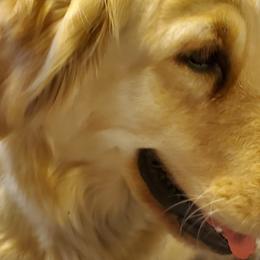 Golden Retrievers and Poodles from Elliott's Elite Puppies