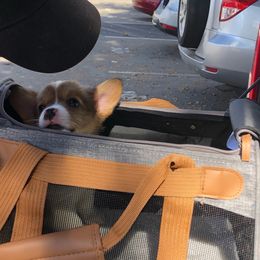 Pembroke Welsh Corgi Puppies from CB Corgis