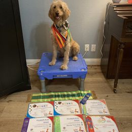 Goldendoodle Puppies from Celebrity Doodles DFW