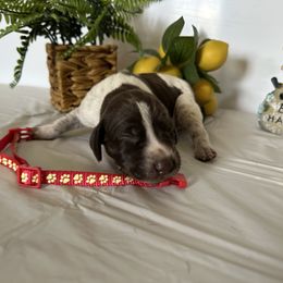 Red - White and liver female German Shorthaired Pointer puppy in Newton Grove, North Carolina from Wayalife Labradors & Gsp’s