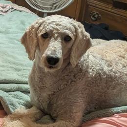 Apollo - Cream male Goldendoodle puppy in Water Valley, Mississippi from Olympian Doodles