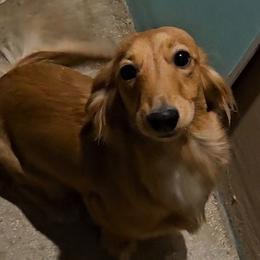 Karma - Dachshund