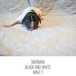 Sherman - Black and white male German Shorthaired Pointer puppy in Colorado Springs, Colorado from Sweet Life Kennels