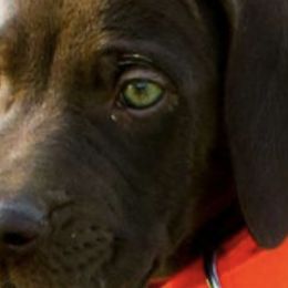 German Shorthaired Pointers and Vizslas from Six Hitch Farm