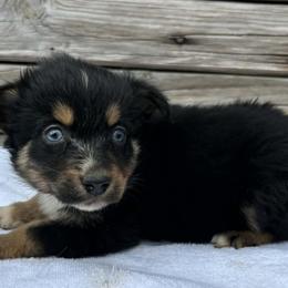 Girl 1 - Black tri-color female Australian Shepherd puppy in Sunbright, Tennessee from Laudrick Aussies