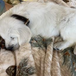 Golden Retriever Puppies from Golden Retrievers by Tiffany Ruthy
