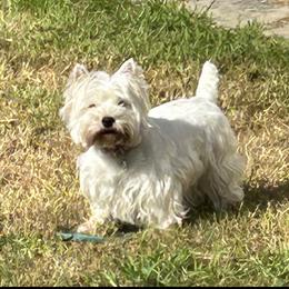 Lily - West Highland White Terrier