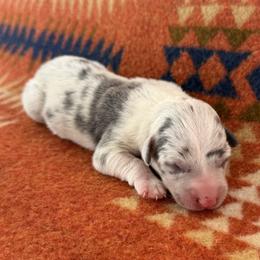 Dilute Merle Male 2 - Blue merle and white male American Corgi puppy in Okeechobee, Florida from HotShot Kennels
