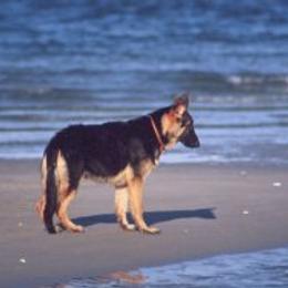 German Shepherds from Hickoryhill German Shepherds