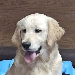 Peace - Golden female Golden Retriever puppy in Niles, Michigan from Family Raised Goldens