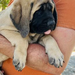 Girl 4 - Fawn female Mastiff puppy in Laredo, Texas from Huereca Mastiff