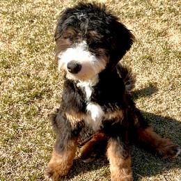 Roo - Bernedoodle
