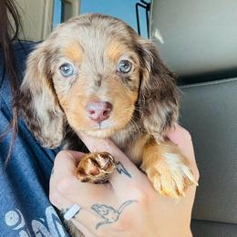 Girl 2 - Dapple female Dachshund puppy in Oklahoma from DRB Dachshunds