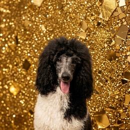 Lilli - Poodle