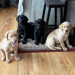 Labrador Retriever Puppies from Branley's Riverside Labradors