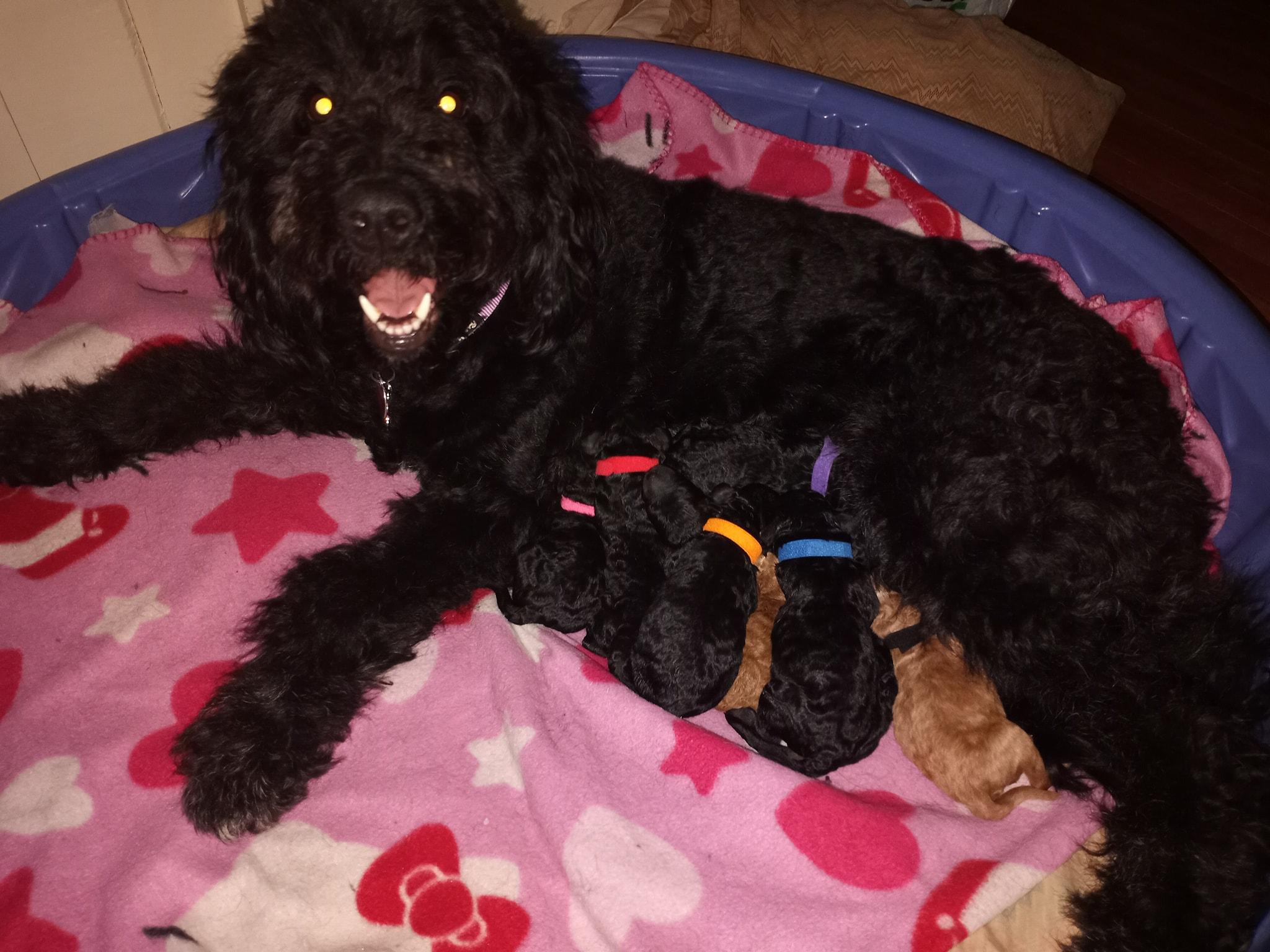 Superior Companions Goldendoodles in Michigan Goldendoodle puppies